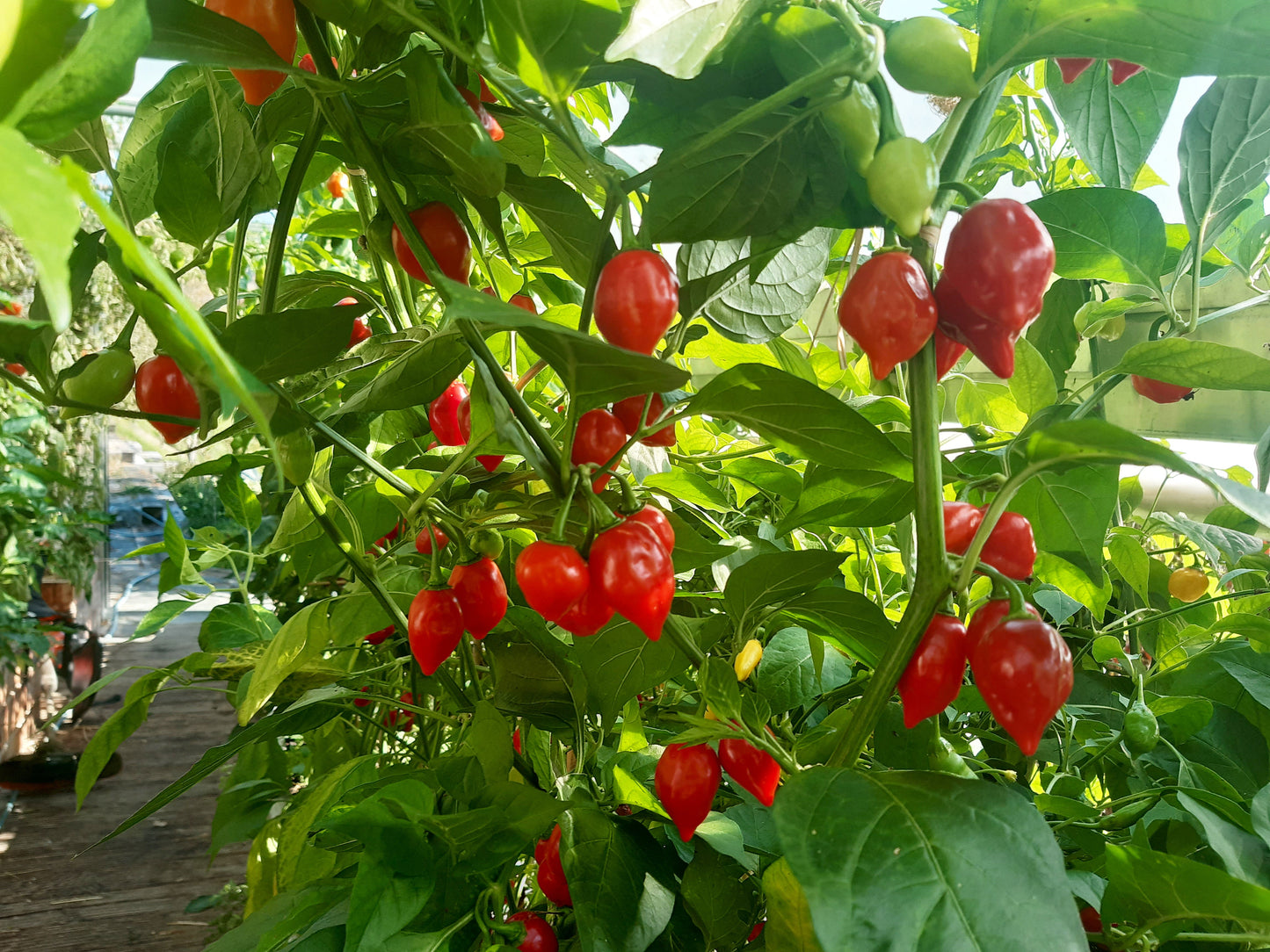 Habanero El Remo Kreuzung F1 DER TOMATENFLÜSTERER