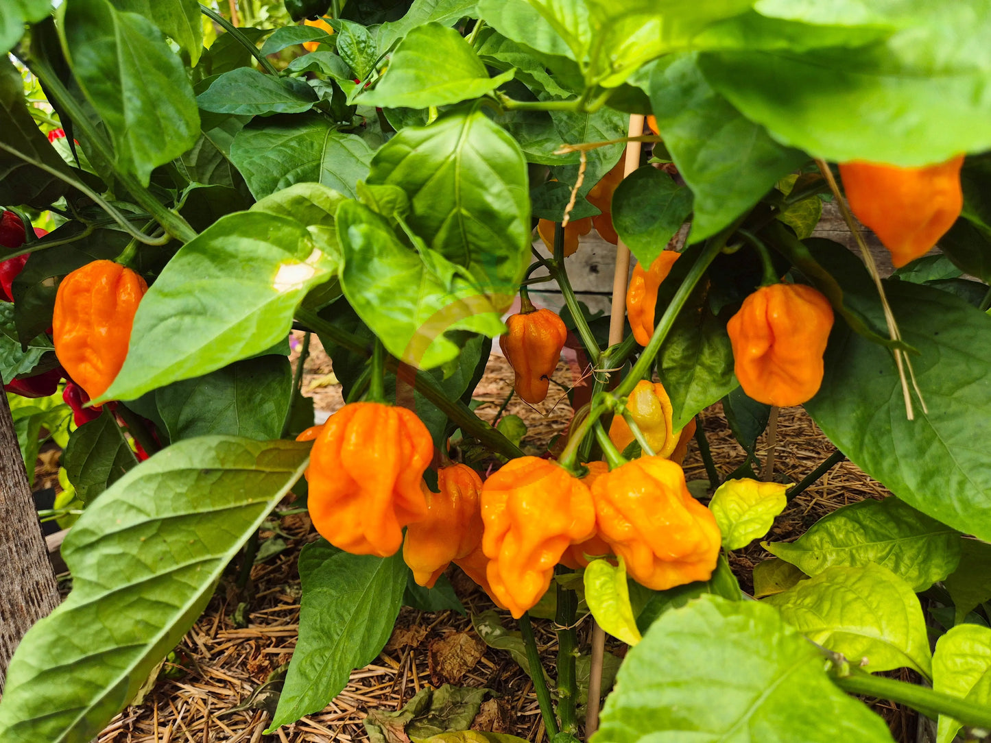 Habanero Gambia Orange DER TOMATENFLÜSTERER