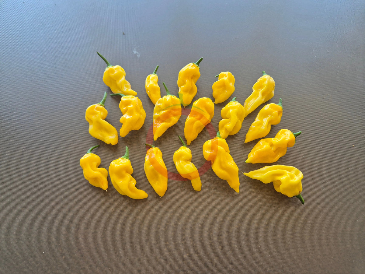 Habanero Hot Lemon DER TOMATENFLÜSTERER
