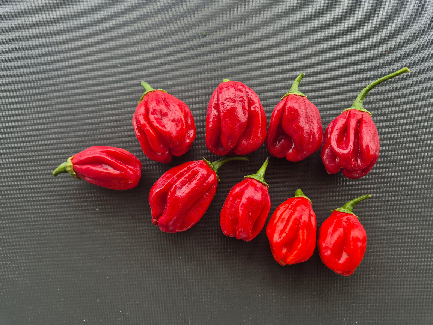 Habanero Isabela Island DER TOMATENFLÜSTERER