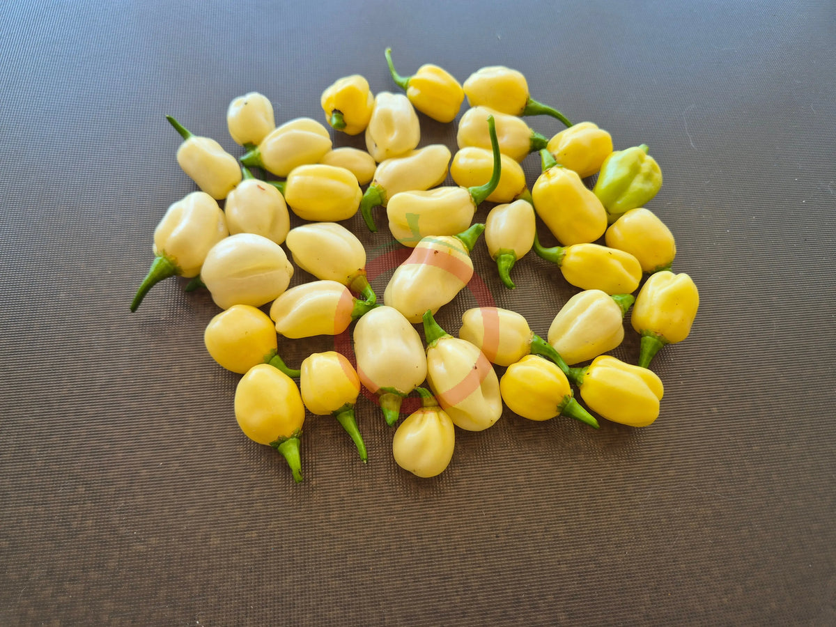 Habanero Peruvian White DER TOMATENFLÜSTERER