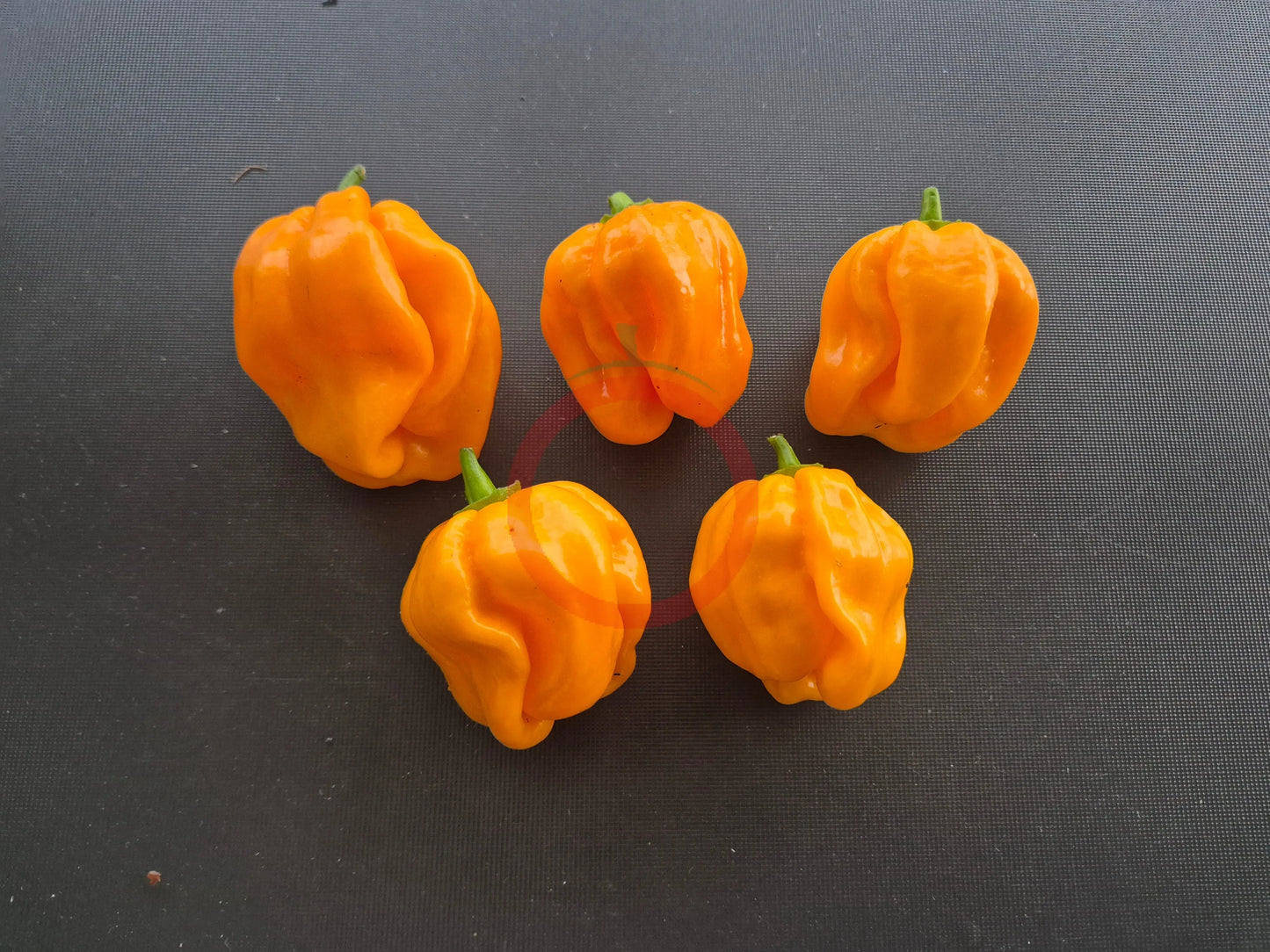 Habanero Tabaquite DER TOMATENFLÜSTERER