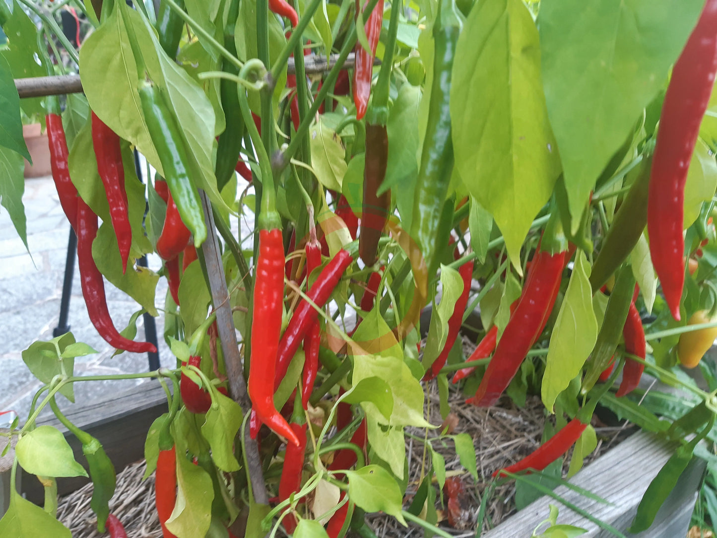 Han Rim Gwari Put DER TOMATENFLÜSTERER