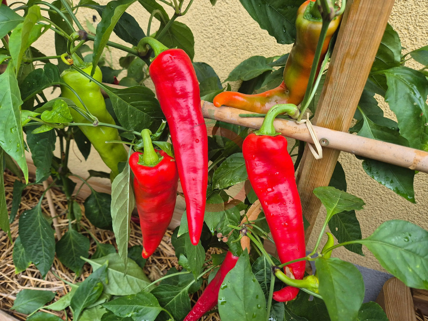 Hatvani Erös DER TOMATENFLÜSTERER