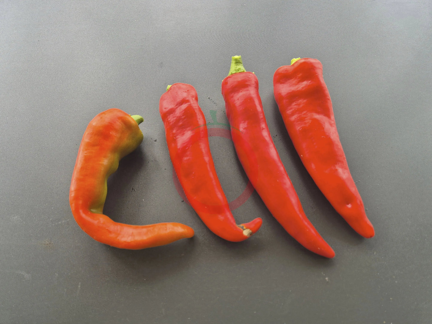 Hatvani Erös DER TOMATENFLÜSTERER