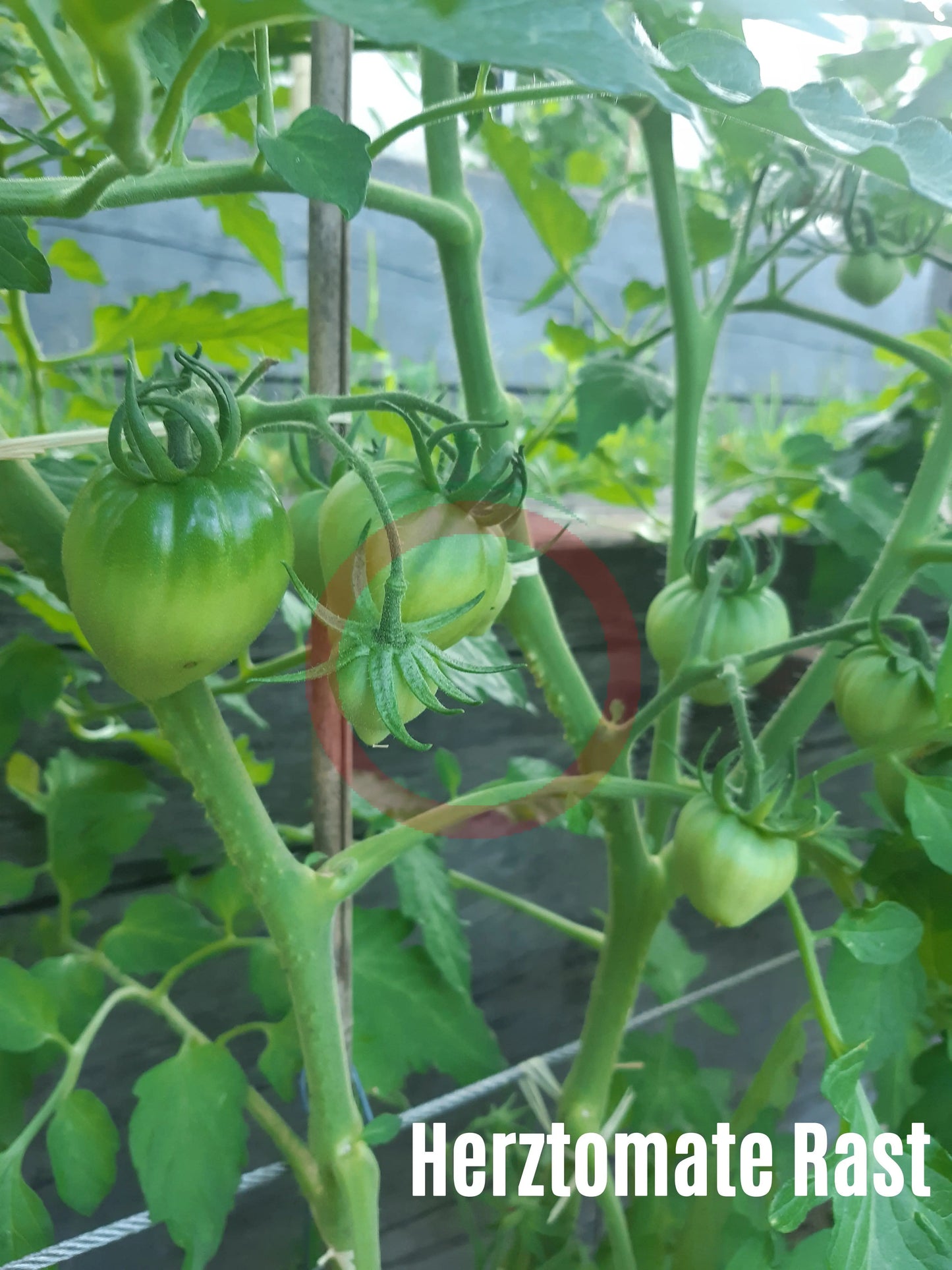 Herztomate Rast DER TOMATENFLÜSTERER