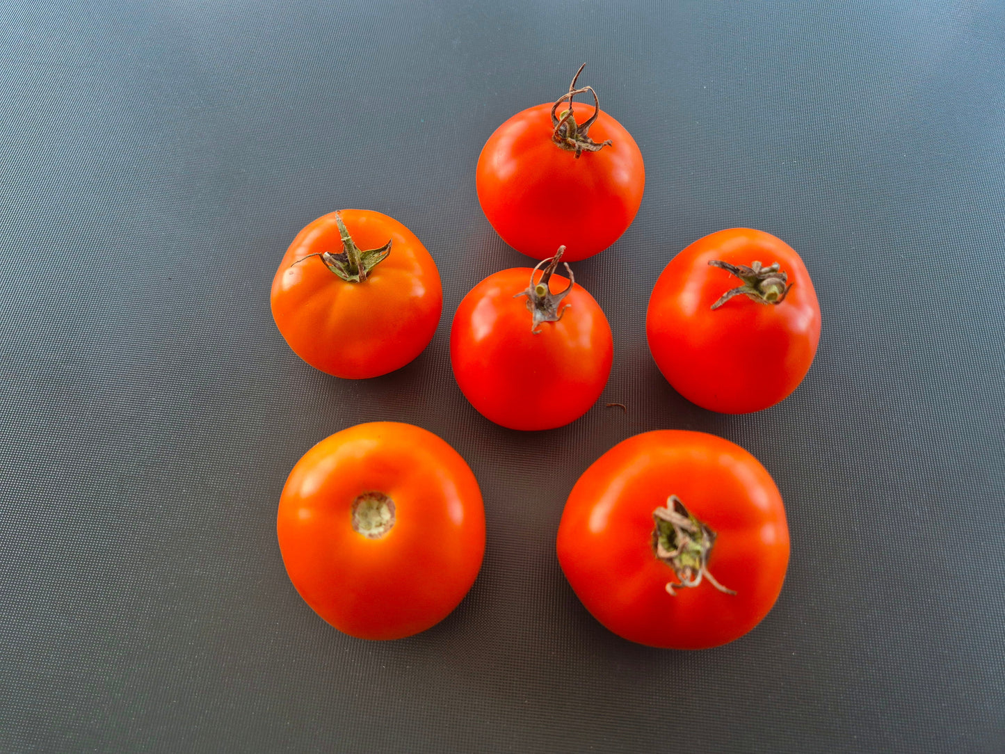 Hoffmanns Rentita DER TOMATENFLÜSTERER