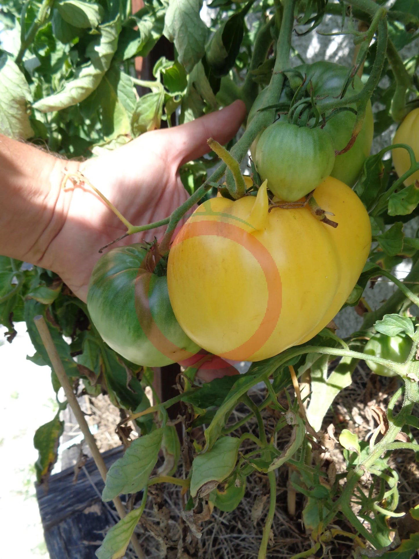 Hugh´s Lemon Oxheart DER TOMATENFLÜSTERER