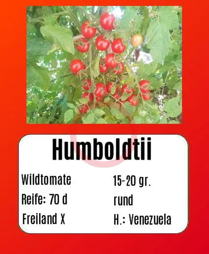 Humboldtii DER TOMATENFLÜSTERER