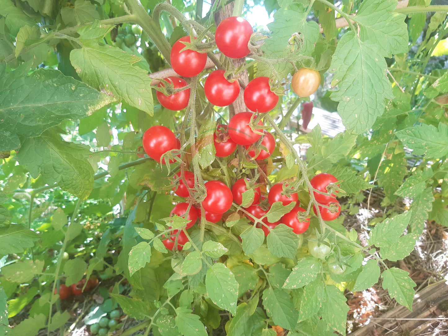 Humboldtii DER TOMATENFLÜSTERER