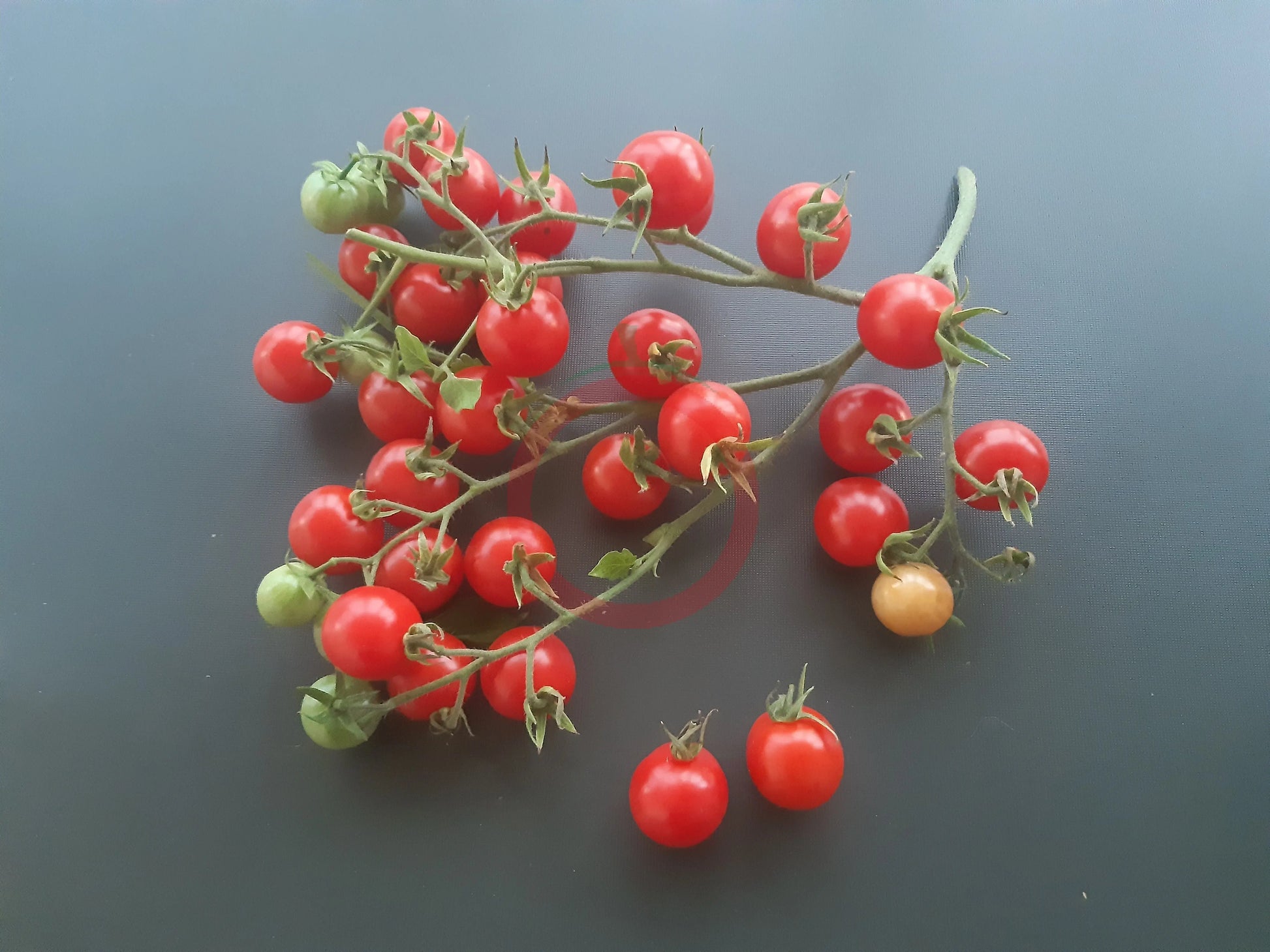 Humboldtii DER TOMATENFLÜSTERER