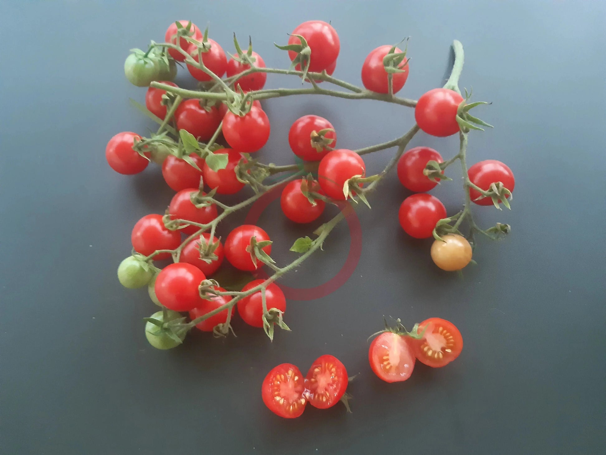 Humboldtii DER TOMATENFLÜSTERER