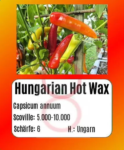 Hungarian Hot Wax DER TOMATENFLÜSTERER