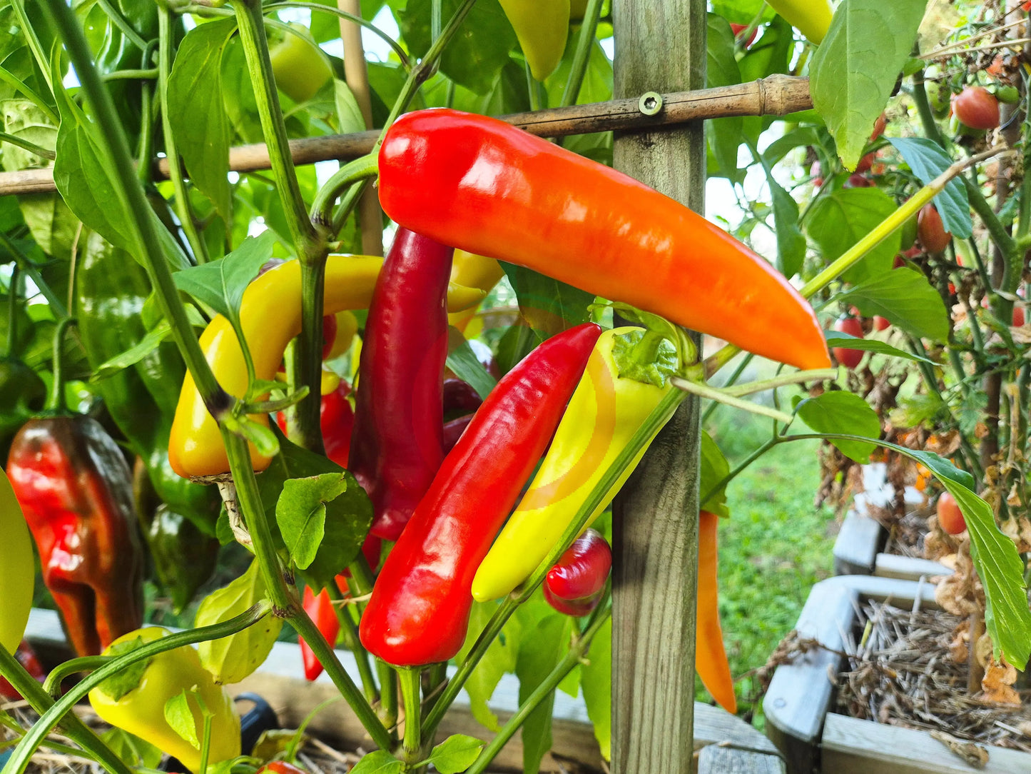 Hungarian Hot Wax DER TOMATENFLÜSTERER