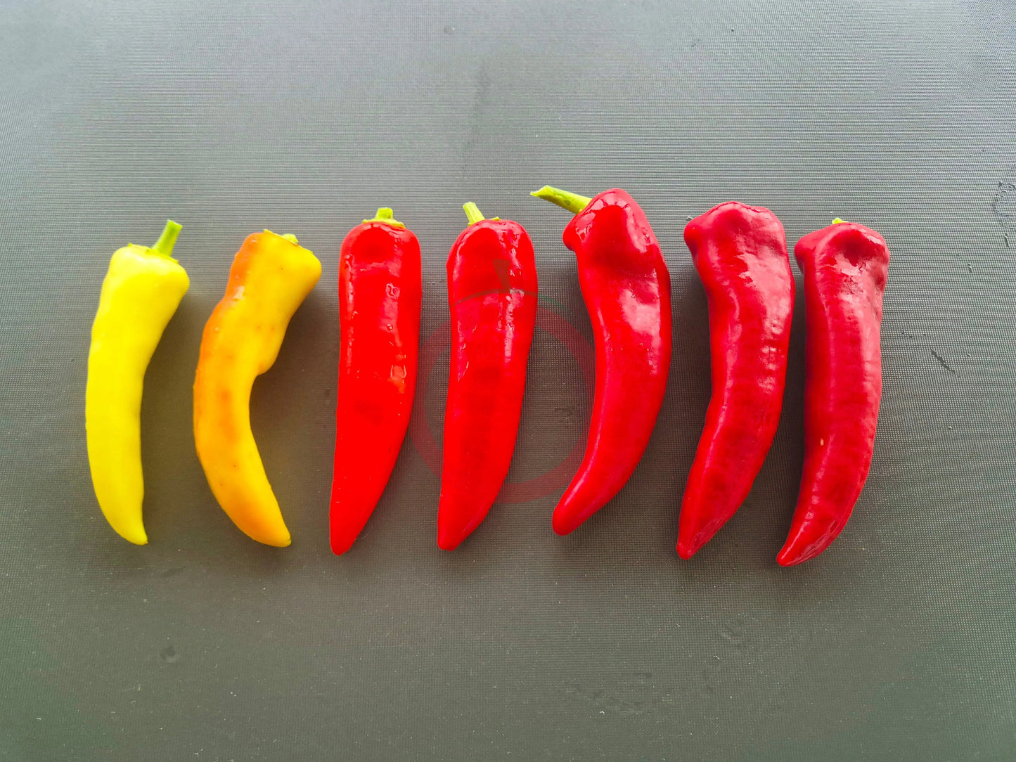 Hungarian Hot Wax DER TOMATENFLÜSTERER