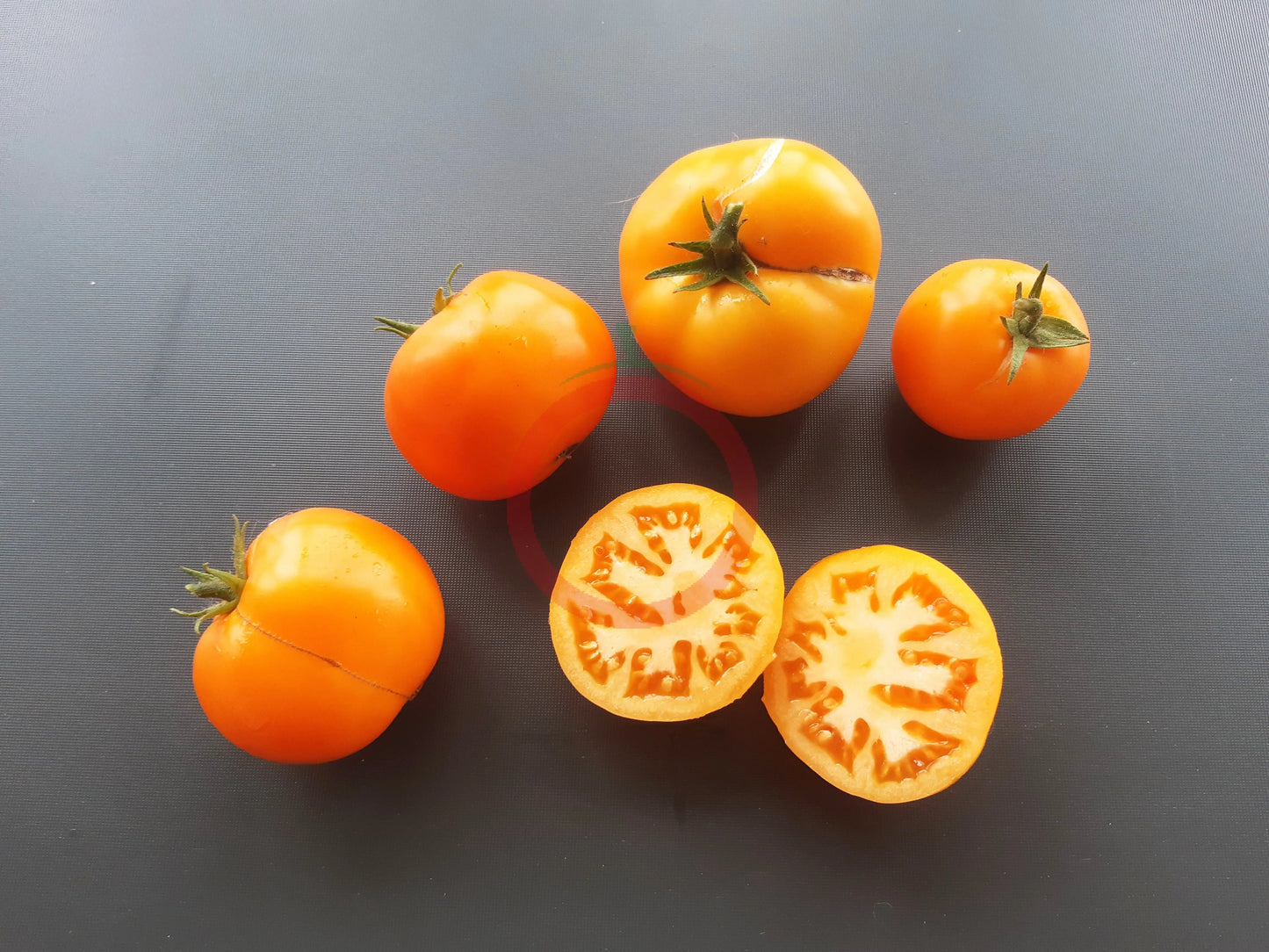 Husky Gold DER TOMATENFLÜSTERER