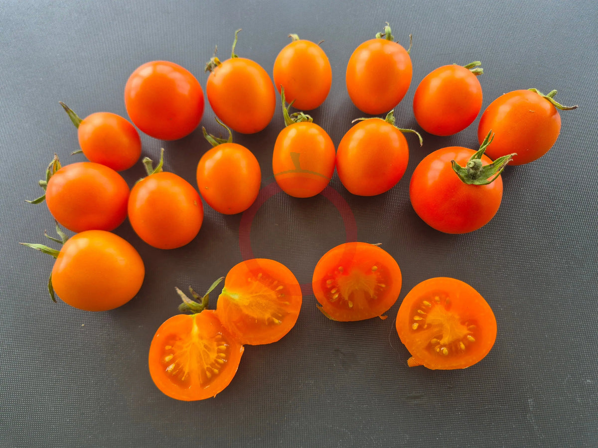 Ida Gold DER TOMATENFLÜSTERER