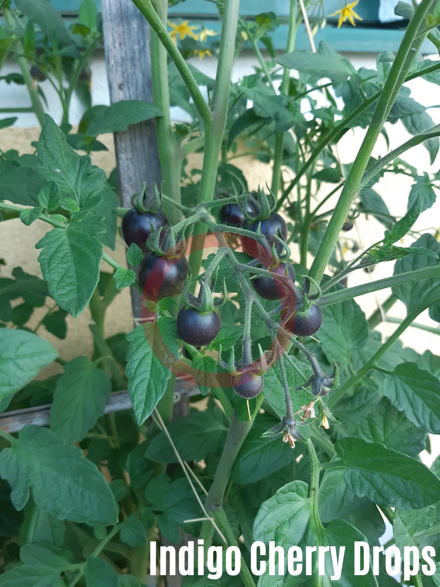 Indigo Cherry Drops DER TOMATENFLÜSTERER