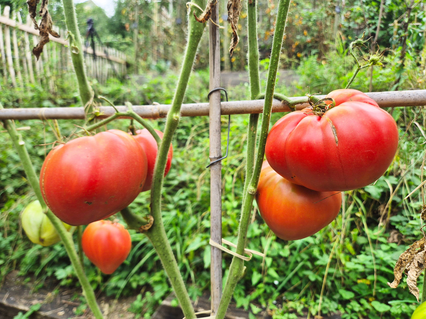 Inima de Bou Sat Baray Cluj DER TOMATENFLÜSTERER