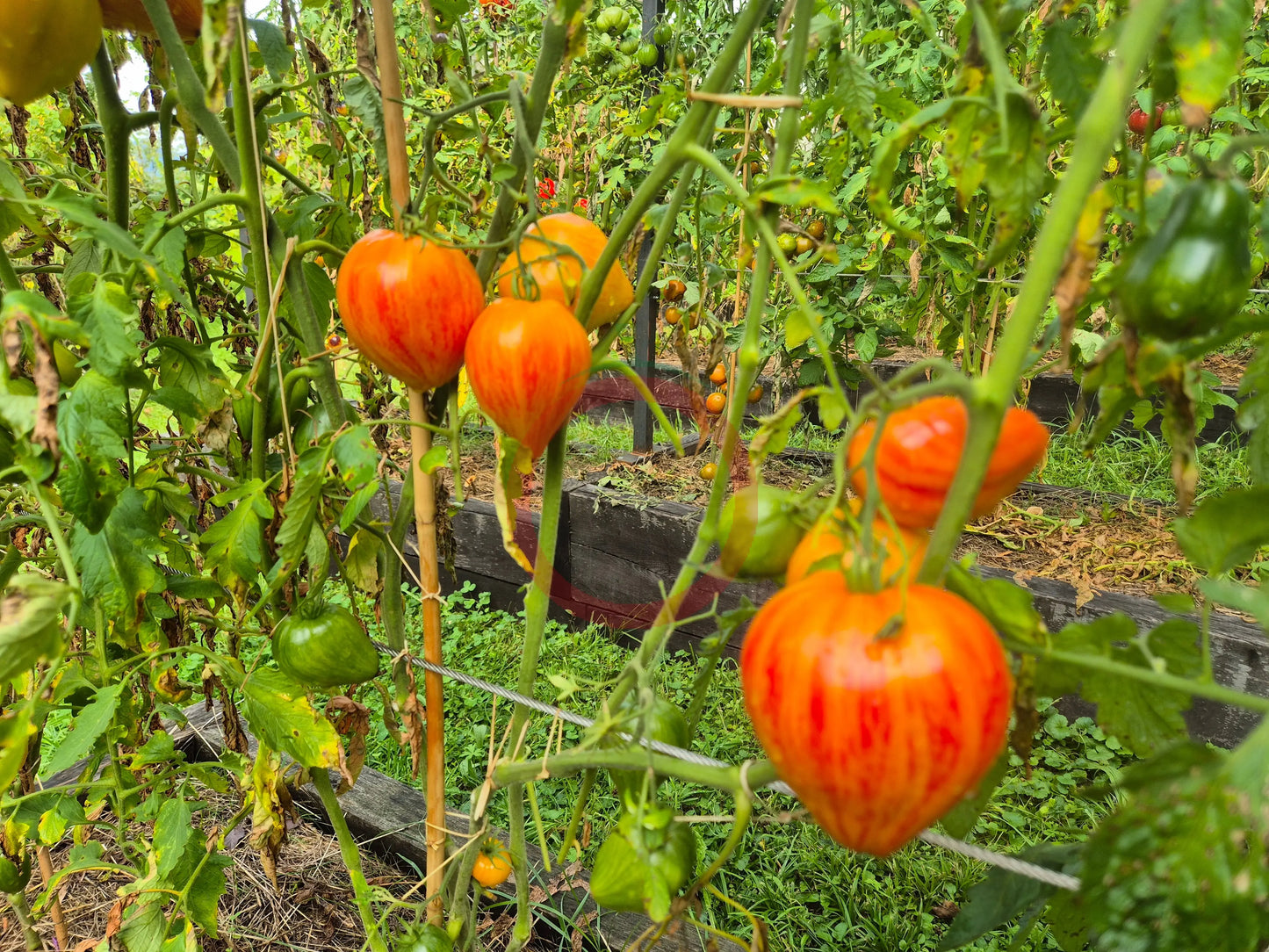 Iskusheniye DER TOMATENFLÜSTERER