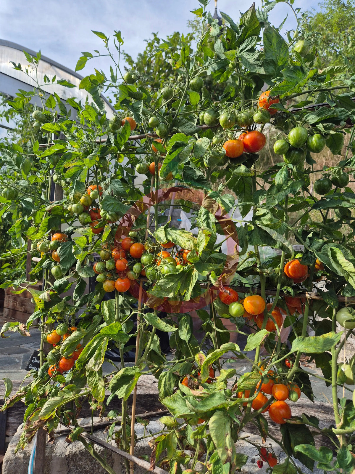 Jack in a Box DER TOMATENFLÜSTERER