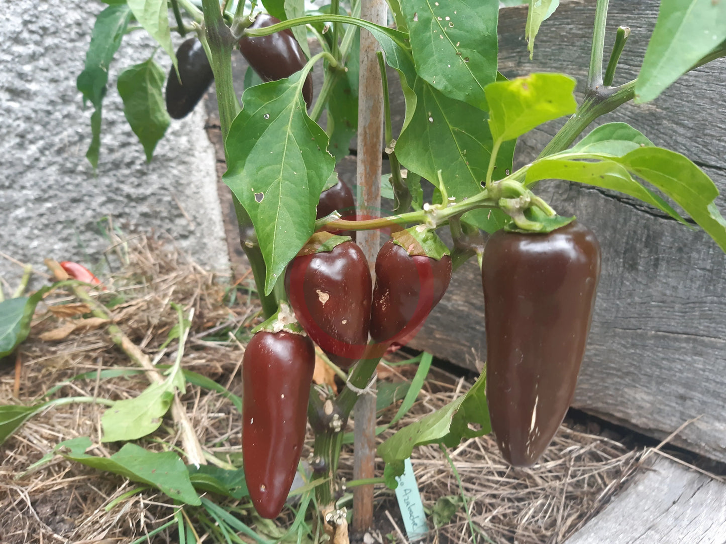 Jalapeno Azabache DER TOMATENFLÜSTERER