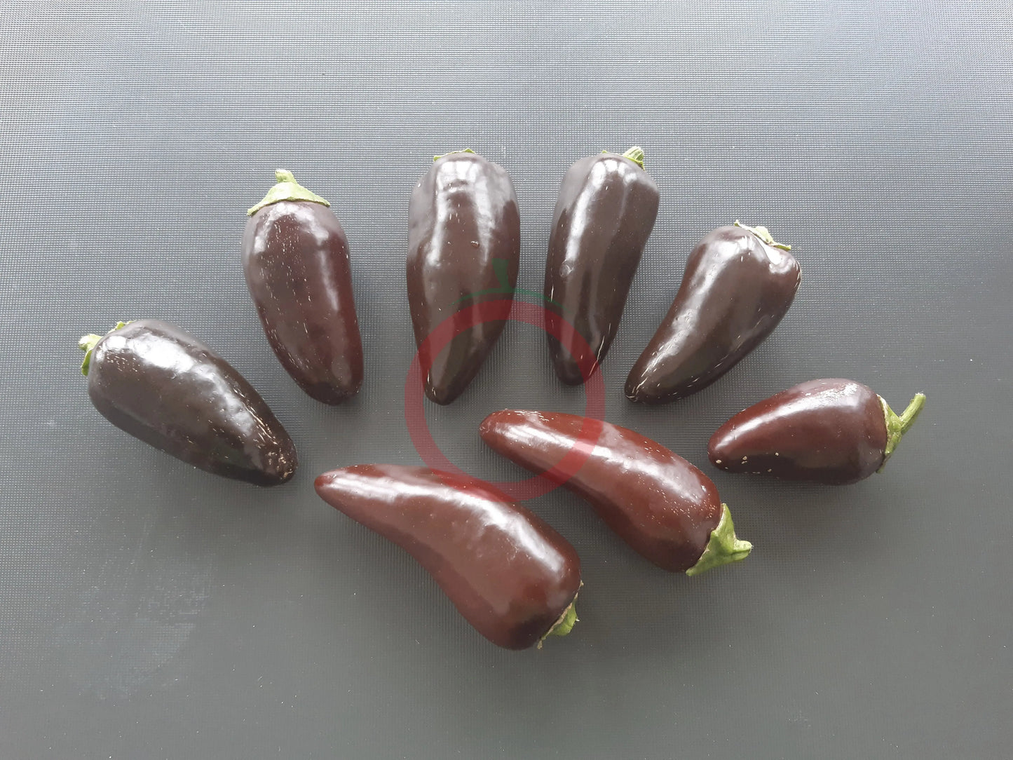 Jalapeno Azabache DER TOMATENFLÜSTERER