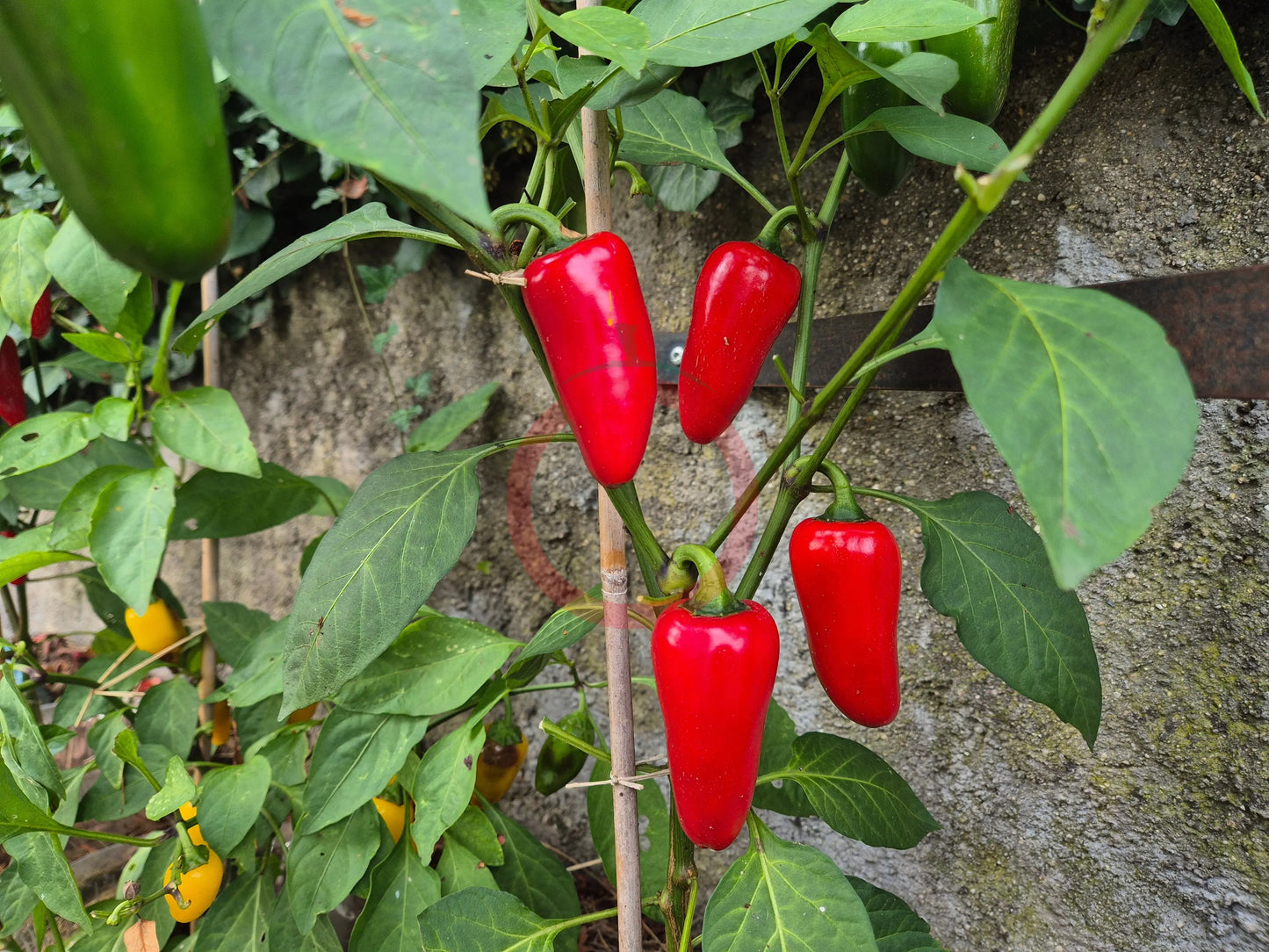 Jalapeno Big Pit DER TOMATENFLÜSTERER