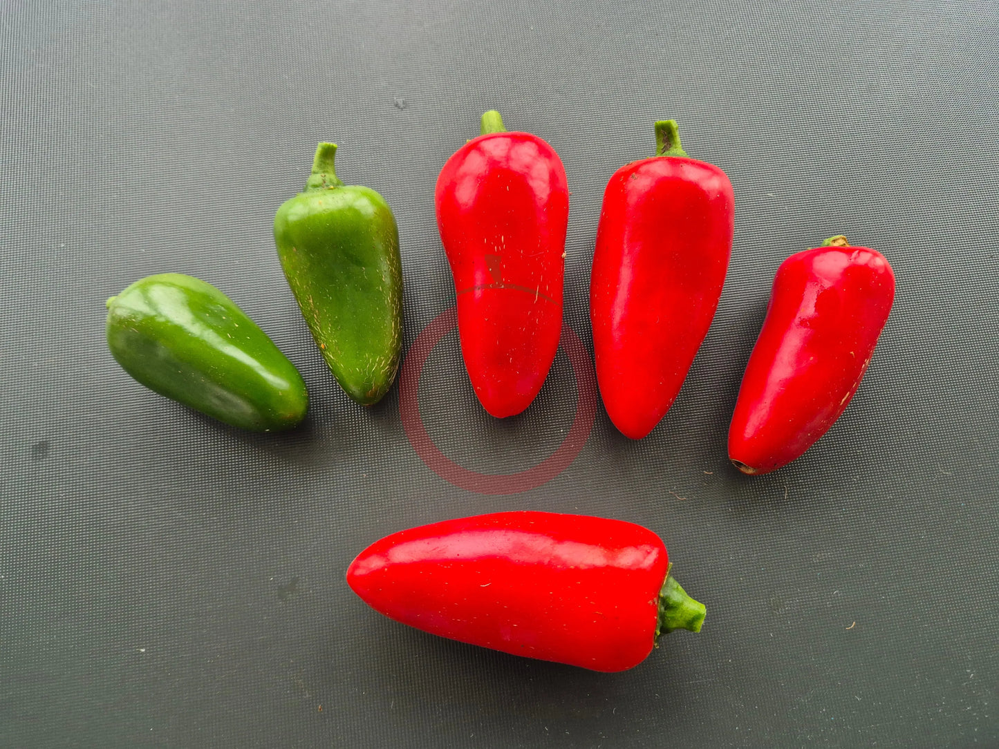 Jalapeno Big Pit DER TOMATENFLÜSTERER