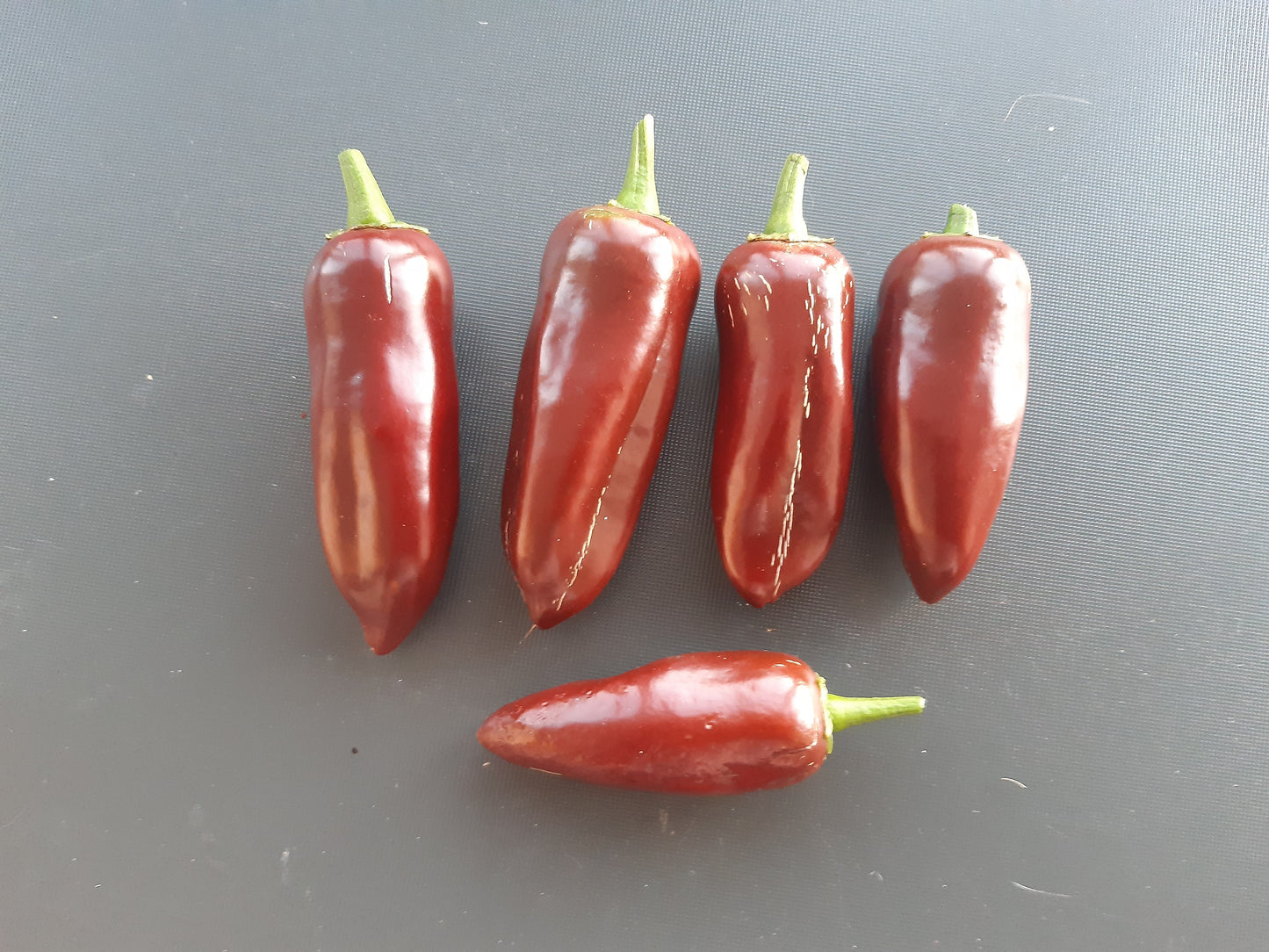 Jalapeno Brown DER TOMATENFLÜSTERER