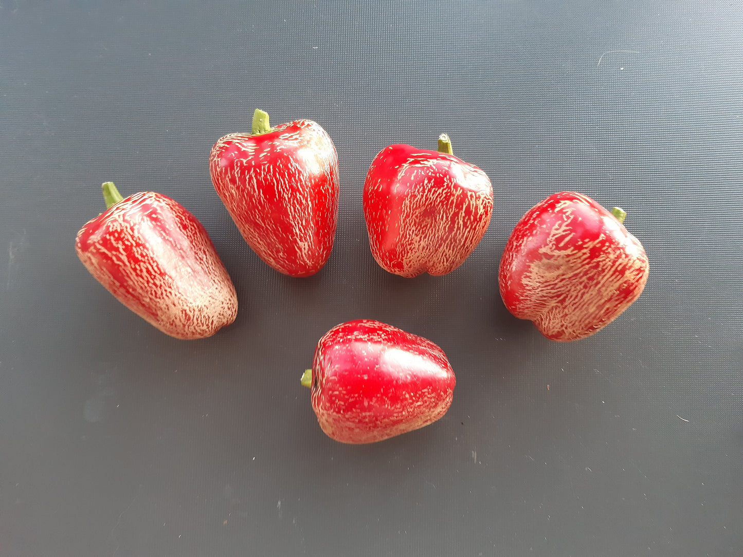 Jalapeno Dieghito DER TOMATENFLÜSTERER