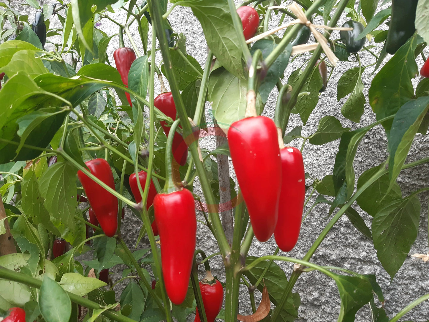 Jalapeno El Jefe DER TOMATENFLÜSTERER