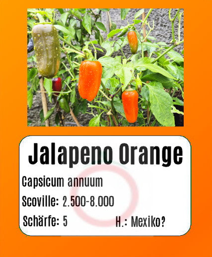 Jalapeno Orange DER TOMATENFLÜSTERER
