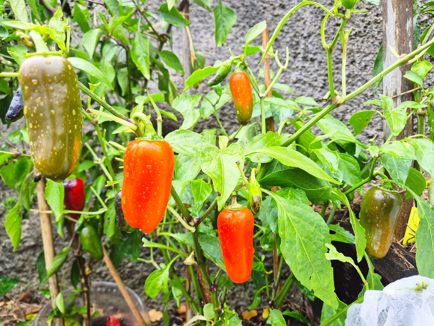 Jalapeno Orange DER TOMATENFLÜSTERER