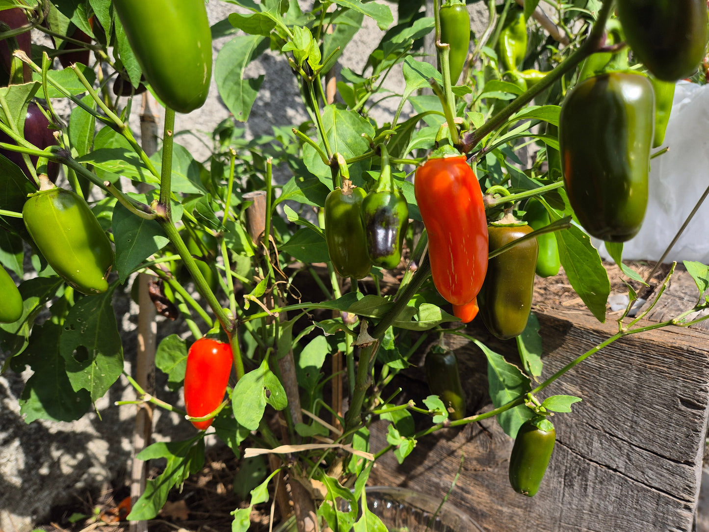Jalapeno Orange DER TOMATENFLÜSTERER