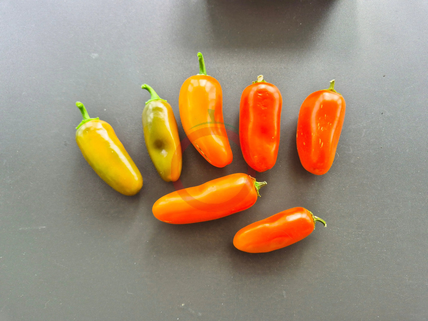 Jalapeno Orange DER TOMATENFLÜSTERER