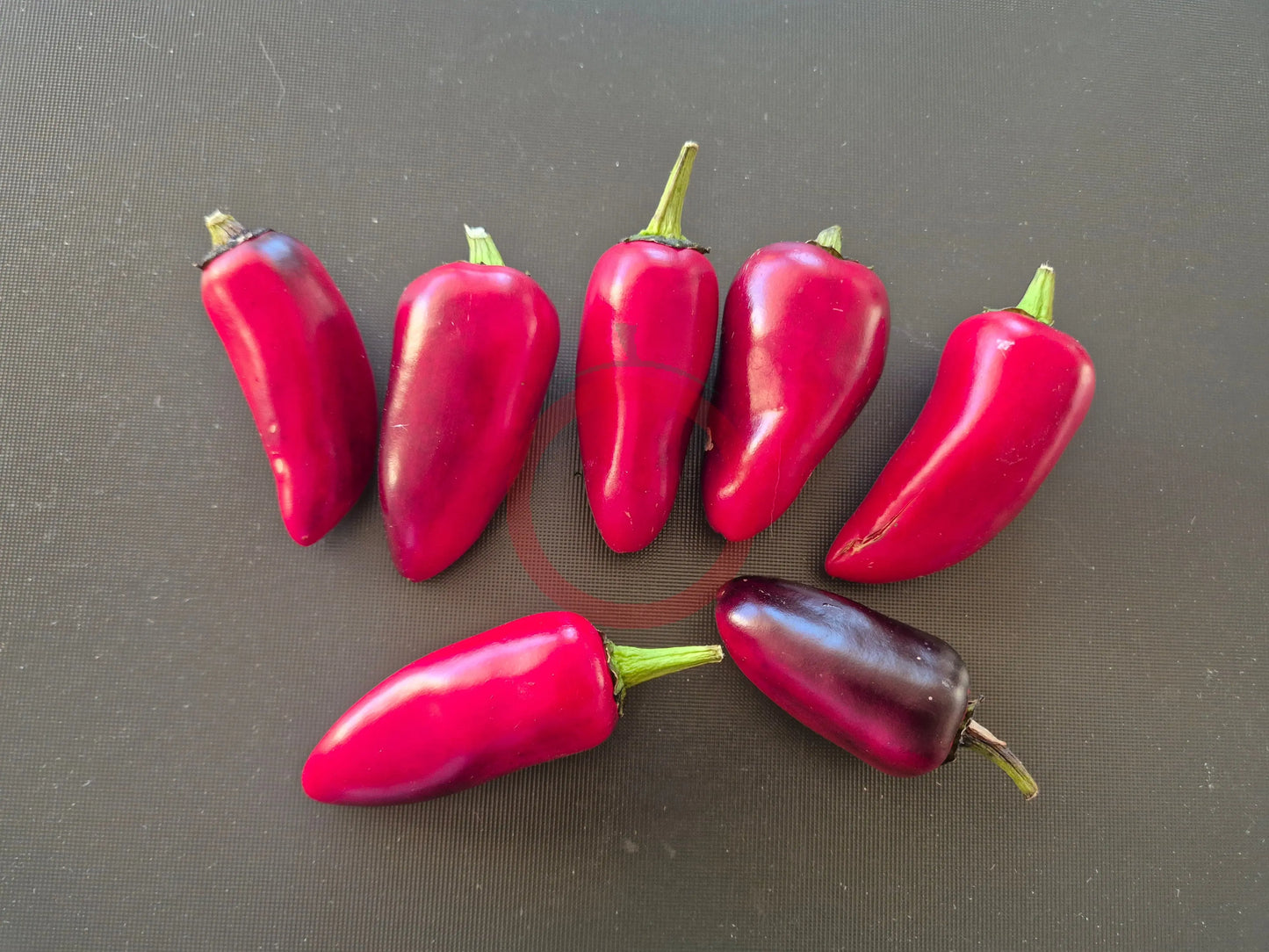Jalapeno Purple DER TOMATENFLÜSTERER