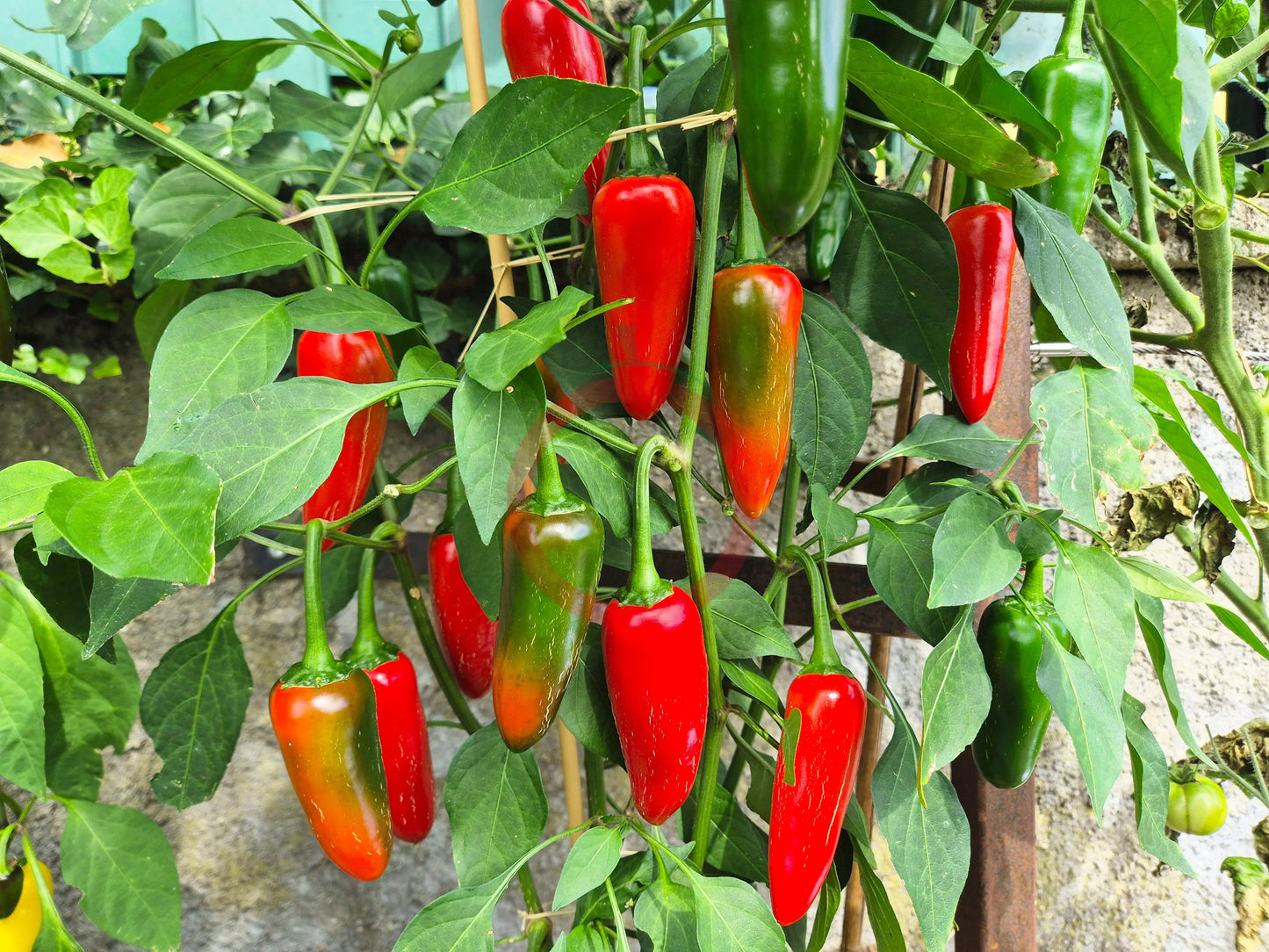 Jalapeno Summer Heat DER TOMATENFLÜSTERER