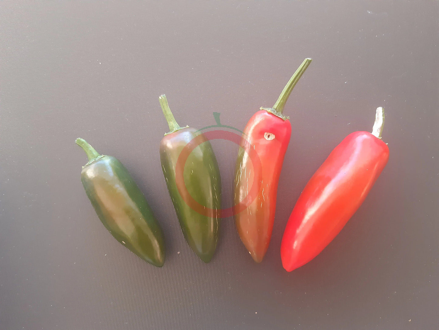 Jalapeno Summer Heat DER TOMATENFLÜSTERER