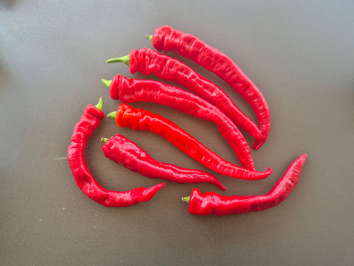 Jimmy Nardello´s DER TOMATENFLÜSTERER