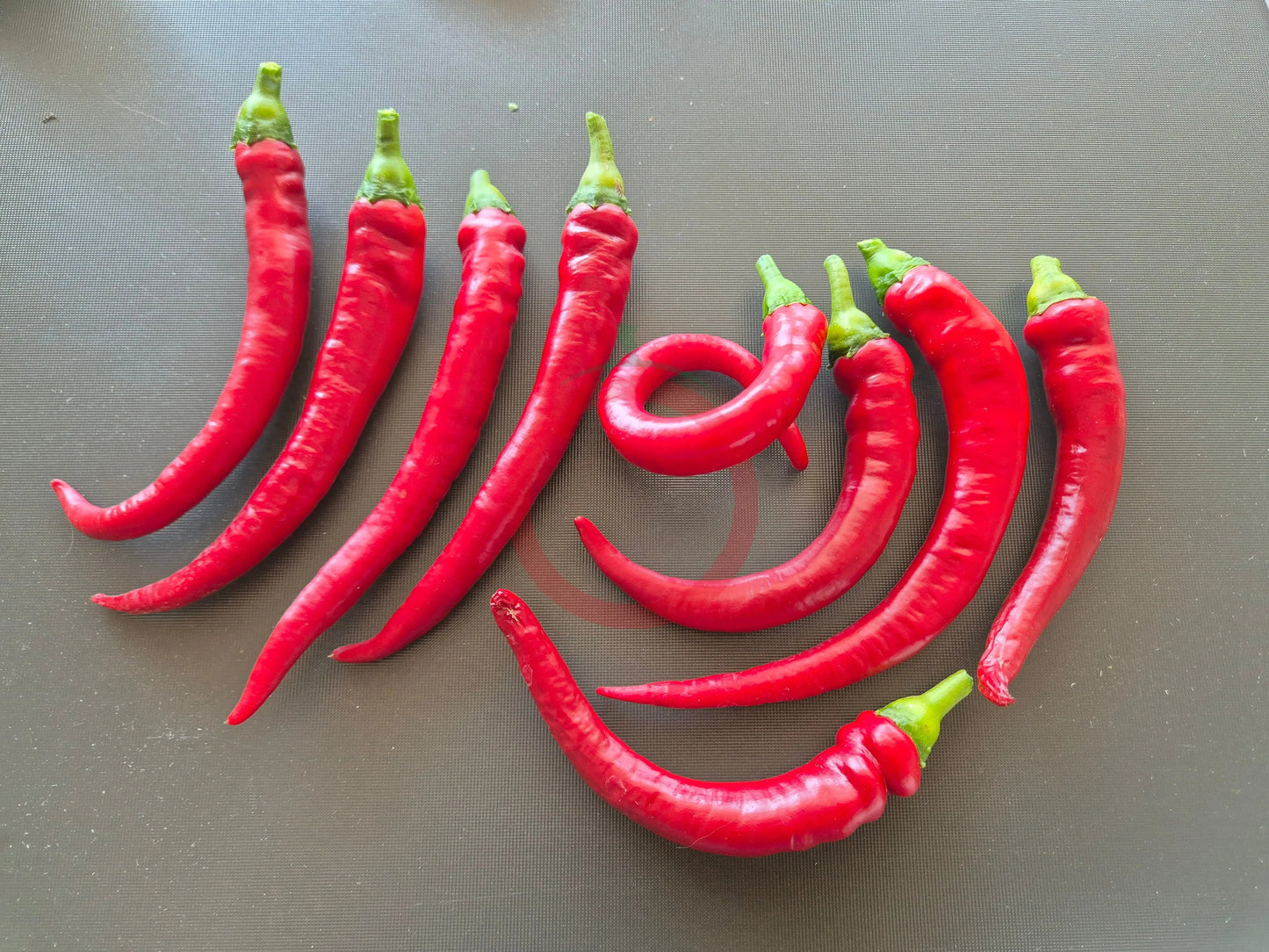 Joe´s Long Cayenne DER TOMATENFLÜSTERER