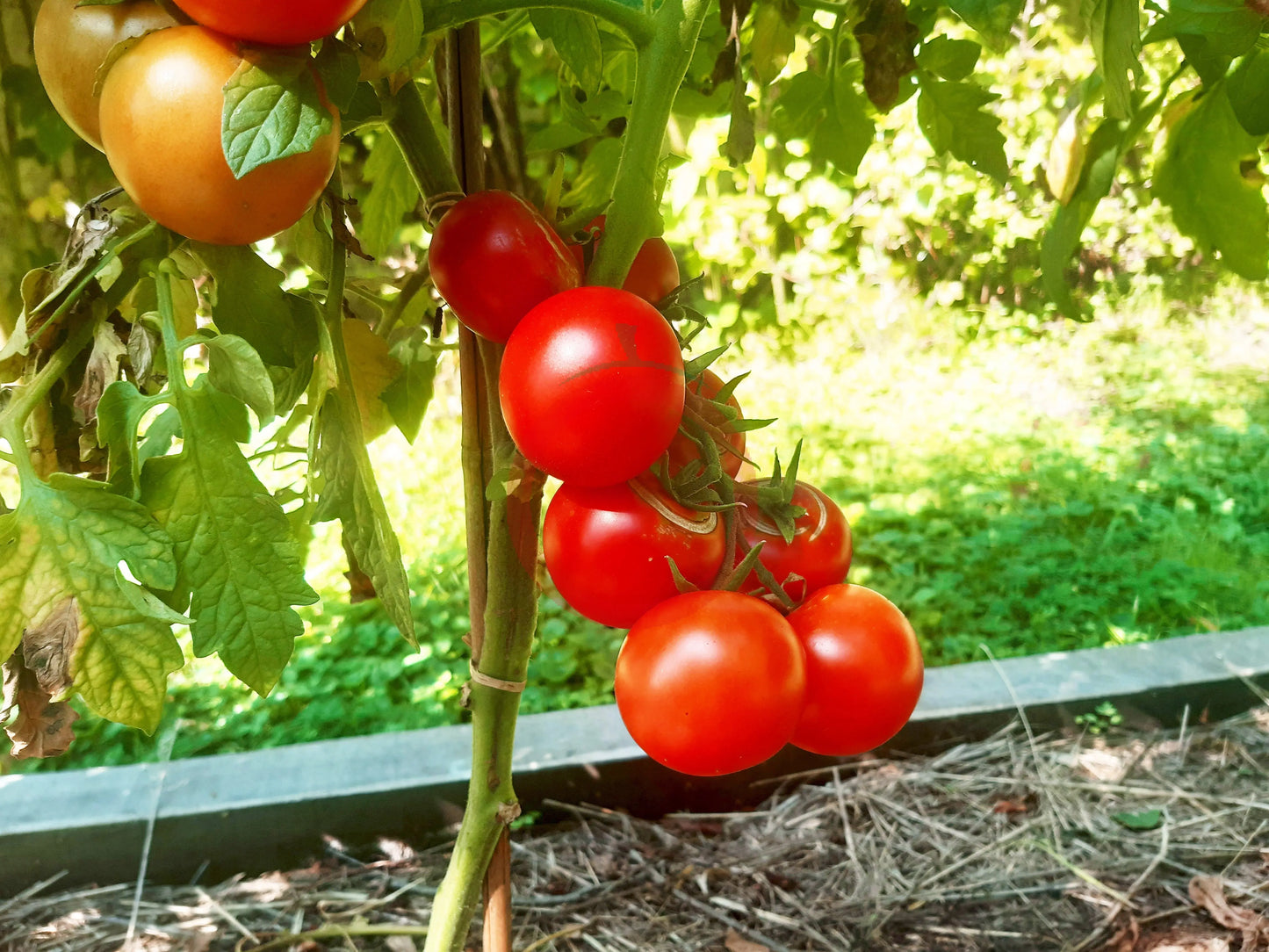 Jörfi DER TOMATENFLÜSTERER