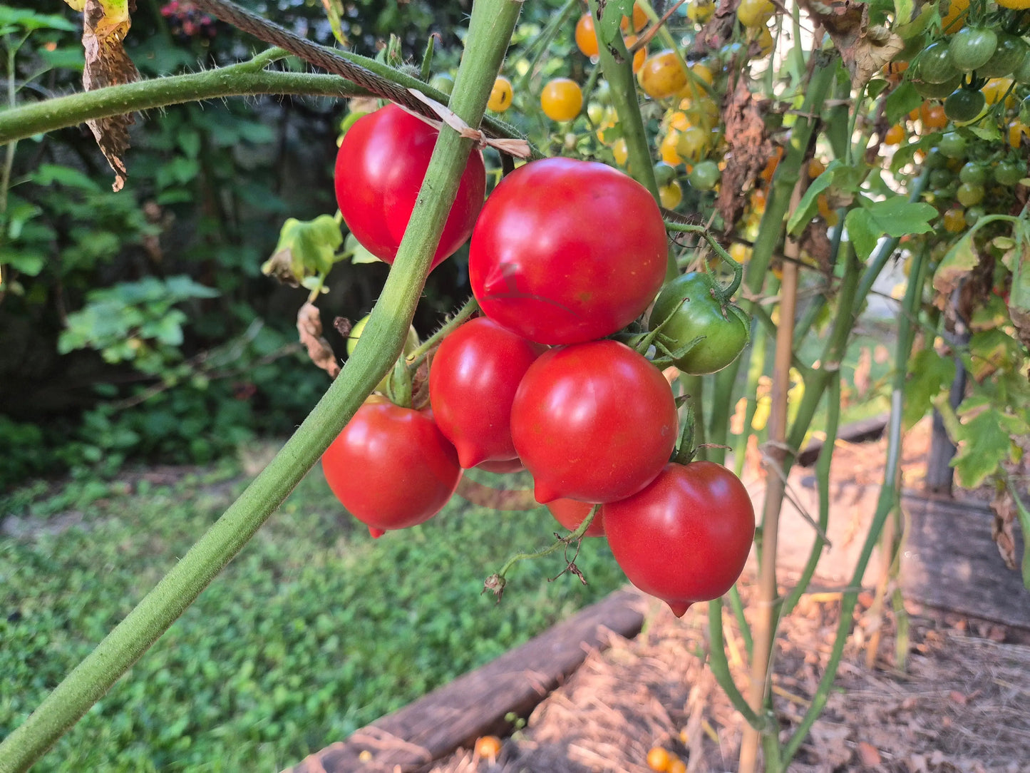 Jubilejnyi Tarasenko DER TOMATENFLÜSTERER