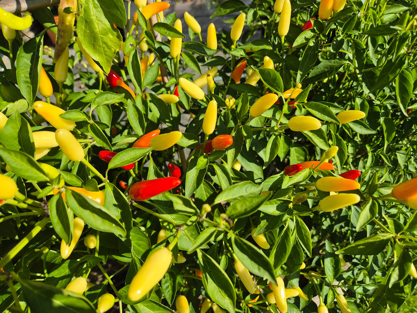 KS White Thai DER TOMATENFLÜSTERER