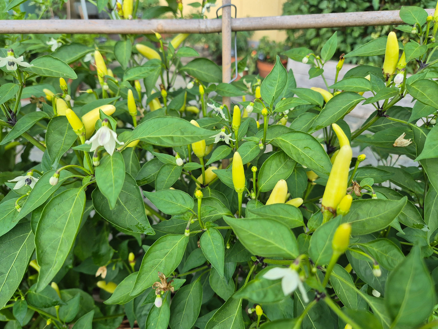 KS White Thai DER TOMATENFLÜSTERER