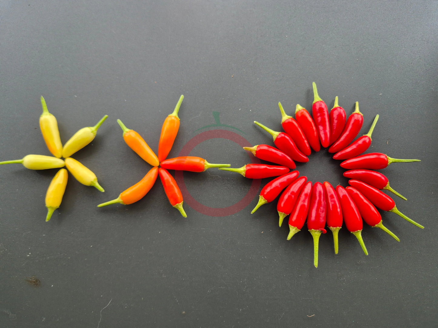 KS White Thai DER TOMATENFLÜSTERER
