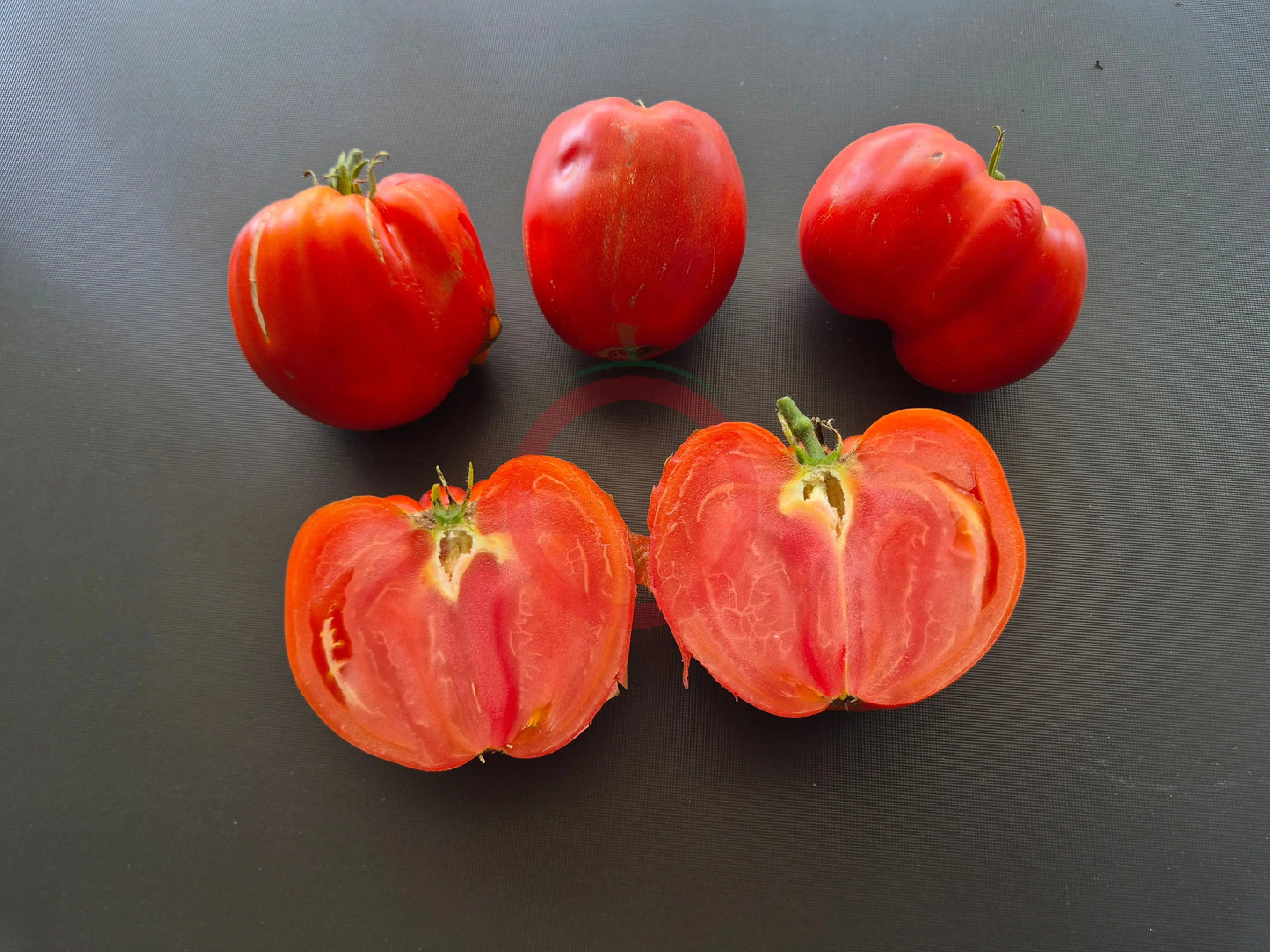 Kim´s Civil War DER TOMATENFLÜSTERER
