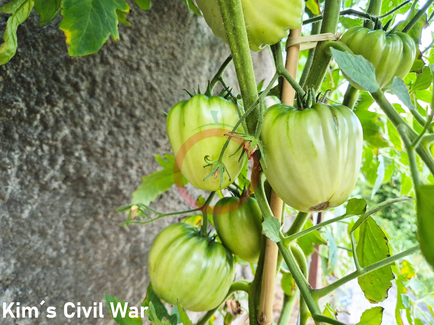 Kim´s Civil War DER TOMATENFLÜSTERER
