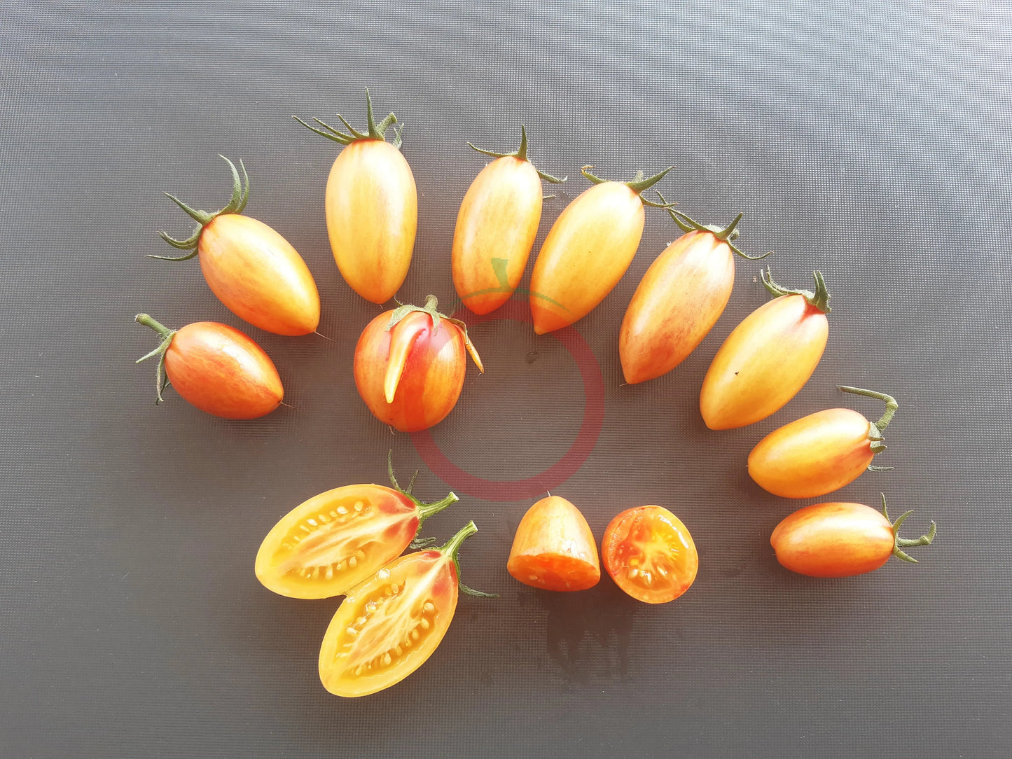 Kitty DER TOMATENFLÜSTERER