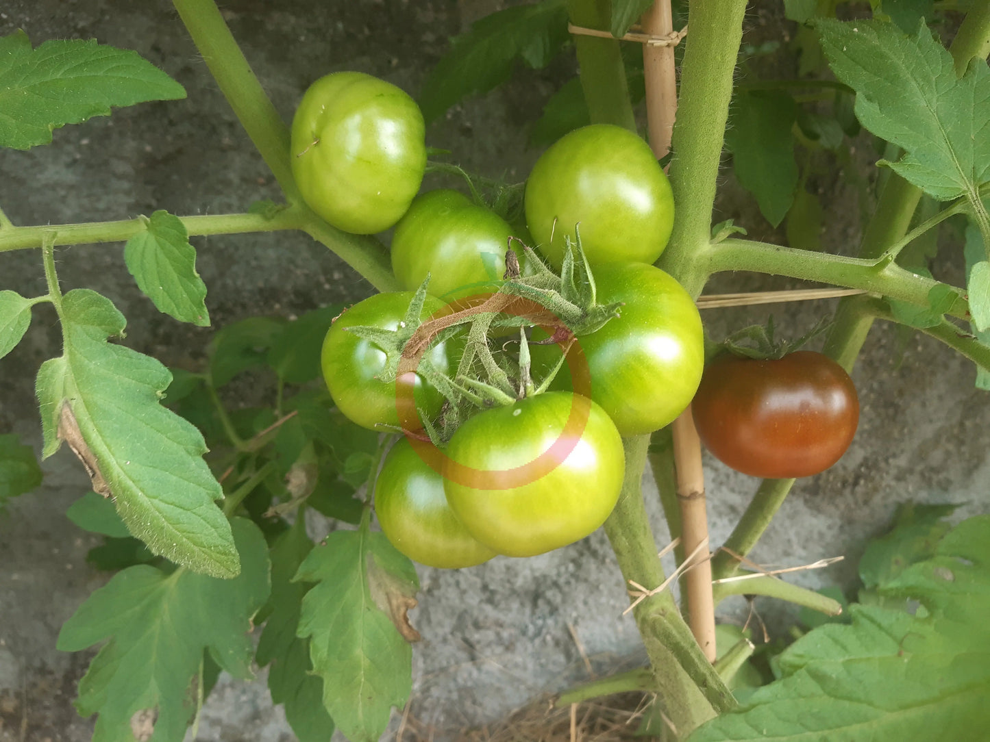 Kodiak Brown DER TOMATENFLÜSTERER